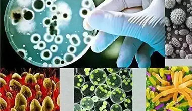 乳酸复合菌液定制